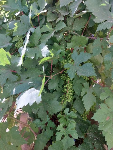 IMG_20251011_112647_708_copy_384x512