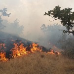 مرگ خاموش جنگل ها ومراتع گیلانغرب درهاله ای از ابهام!