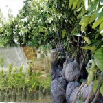 توزیع ۲۱ هزاز اصله نهال همزمان با هفته منابع طبیعی در گیلانغرب