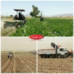 پیش بینی برداشت ۲۸۰۰ تن چغندر پاییزه درشهرستان گیلانغرب