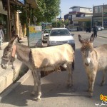 بدون شرح درشهرگیلانغرب !+ تصویر