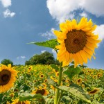 برداشت ۴۰ تن تخم آفتابگردان از مزارع گیلانغرب