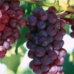 آغاز برداشت انگور یاقوتی درتاکستانهای شهرستان گیلانغرب