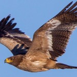 یک عقاب زخمی پس از تیمار در طبیعت گیلانغرب رها سازی شد