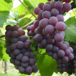 برداشت انگور یاقوتی درباغات گیلانغرب آغازشد