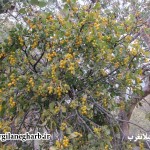 آفت “لورانتوس “جنگل های شهرستان گیلانغرب را تهدید می کند