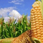 برداشت ۲۹ هزارتن ذرت دانه ای از اراضی گیلانغرب