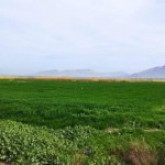 کشت دوم محصول کشاورزی درپایاب سدهای سراب و مخزنی گیلانغرب ممنوع است