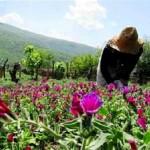 اجرای طرح تولید گیاهان دارویی برای مددجویان گیلانغربی