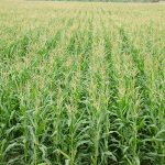 پیش بینی برداشت ۱۶هزارتن ذرت ازمزارع گیلانغرب