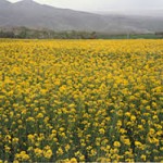 پیش بینی  برداشت ۴۰۰تن دانه روغنی کلزادرگیلانغرب