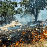 آتش سوزی های مراتع وجنگل های گیلانغرب سهوی یا عمدی !