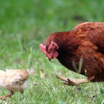 اجرای طرح واکسیناسیون طیور روستایی برعلیه بیماری نیوکاسل در گیلانغرب