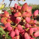 ۳۹ تن پسته از باغات شهرستان گیلانغرب برداشت شد