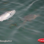 مرگ ماهی ها در دریاچه سراب گیلانغرب+ عکس
