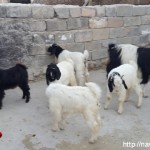 بزی دریکی از روستاهای گیلانغرب ۵ قلو زایید + عکس