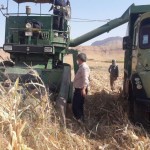 آغازبرداشت ذرت درسطح ۴هزارهکتارازاراضی شهرستان گیلانغرب