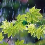 بارش اولین باران پاییزی در شهرستان گیلانغرب وخوشحالی مردم وکشاورزان