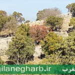 خزان دیرهنگام جنگل ودرختان درشهرستان گیلانغرب