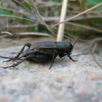 هجوم  دسته جمعی جیرجیرک ها به شهرگیلانغرب