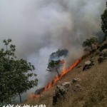 مهارآتش سوزی مراتع مشجرارتفاعات بازی دراز/ ۵هکتاردرآتش سوخت