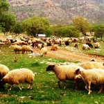 عشایرگیلانغرب سالانه ۴۰۰۰تن فراورده دامی تولید می کنند