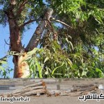 قطع بی سروصدای درختان اكاليپتوس درگیلانغرب !