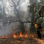 یک هکتاراز جنگل های ارتفاعات ناودارگیلانغرب در آتش سوحت