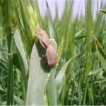 امسال ۸۵۰۰ هکتار از مزارع غلات گیلانغرب علیه آفت سن سمپاشی شد