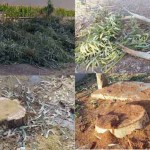 قطع درختان بدن مجوز قبرستان میلیل گیلانغرب+ تصاویر