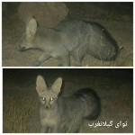 مشاهده نایاب ترین روباه دنیا در منطقه شکار ممنوع زله زرد گیلانغرب+تصاویر