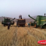 پیش بینی افزایش ۳۵ درصدی برداشت گندم درگیلانغرب