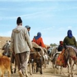 آغازکوچ پاییزه ۱۵۰۰خانوارعشایربه مناطق گرمسیری گیلانغرب