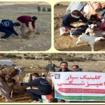 واکسیانسیون بیش از ۲۴۰۰ راس دام سبک  درگیلانغرب