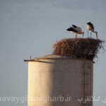 لک لک های درحال انقراض گیلانغرب +تصاویر