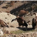 حضور پررنگ کرکس ها در(گردنه انارگ ویژنان ) گیلانغرب