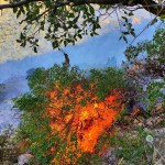 آتش سوزی در جنگل های گیلانغرب مهارشد/۳ هکتار درآتش سوخت