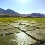 دشت دیره نگین سرسبز گیلانغرب و مهد برنج کردی خوش‌عطر