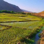 دشت دیره؛خاستگاه برنج معطر عنبربودر گیلانغرب