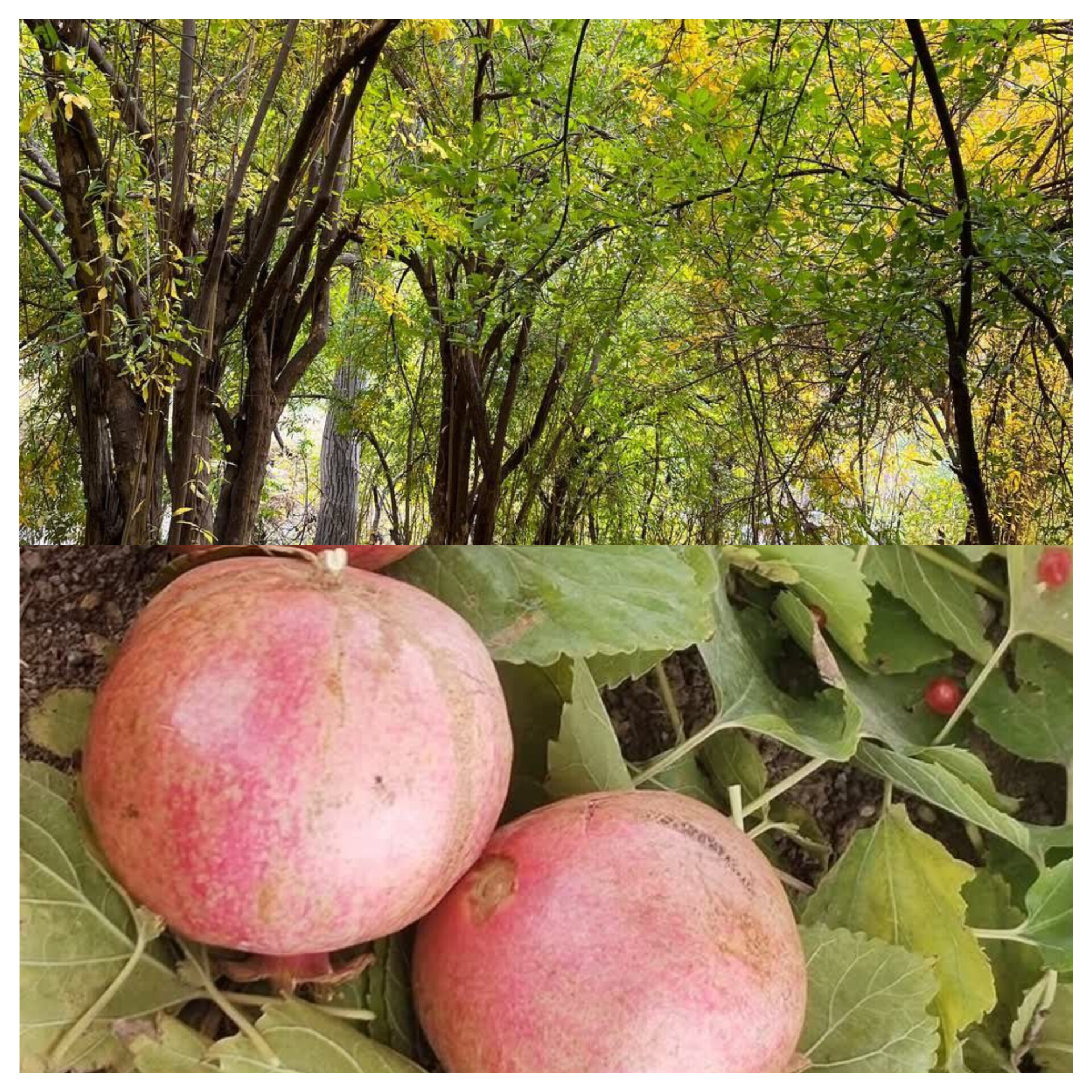 گلین را بی‌انار نگذاریم؛ حمایت از باغداران و احیای جشن انار ضروری است