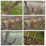 تصاویری غم انگیز از وضعیت تفرجگاه ناودار گیلانغرب پس از نوروز