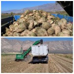 آغاز برداشت چغندر قند بهاره در شهرستان گیلانغرب