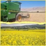 برداشت کلزا در گیلانغرب آغاز شد؛ شهرستان پیشتاز در سطح کشت استان