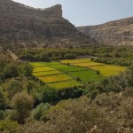 قطع غیرقانونی درختان میوه در گلین؛ تفرجگاهی در آستانه نابودی