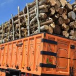 کشف بیش از ۱۱ تن چوب قاچاق در گیلانغرب