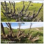 مرگ غم انگیز وبی سر صدای هزاران بلوط درمناطق گرمسیری گیلانغرب