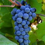 برداشت انگوریاقوتی از تاکستان های شهرستان گیلانغرب آغاز شد