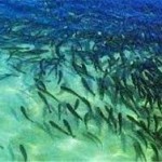 رها سازی ۵۰ هزار قطعه ماهی گرمابی در سد زاگرس گیلانغرب