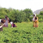 ضرورت توسعه باغات در شهرستان گیلانغرب