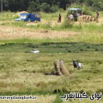 ۱۴۳ تن برنج از شالیزارهای گیلانغرب برداشت شد